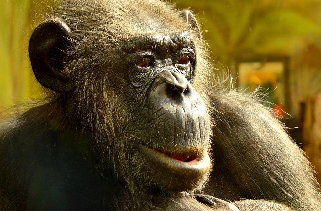 Illustration of AI brain with digital neural connections